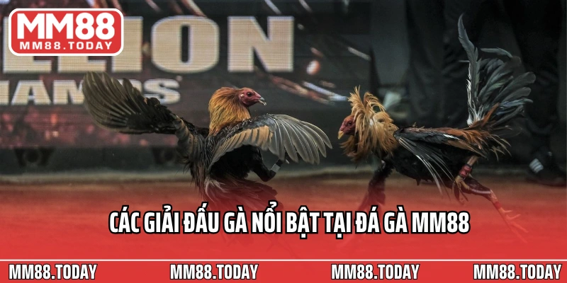 Đá Gà MM88 – Đấu Trường Kịch Tính Của Những Chiến Kê Hàng Đầu - lavor