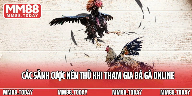 Trang Đá Gà Uy Tín 2026 Đánh Giá Các Địa Chỉ Chất Lượng Hàng Đầu - lavor