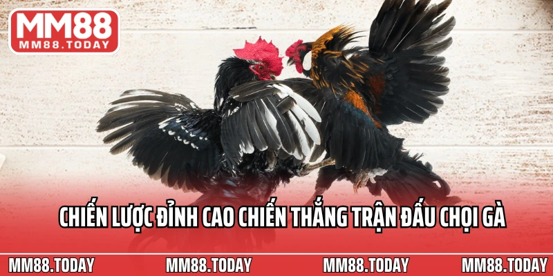 Trang Đá Gà Uy Tín 2026 Đánh Giá Các Địa Chỉ Chất Lượng Hàng Đầu - lavor