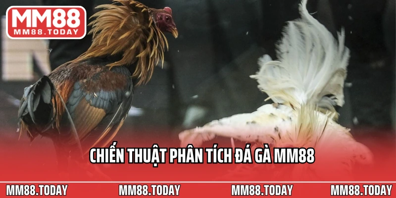 Đá Gà MM88 – Đấu Trường Kịch Tính Của Những Chiến Kê Hàng Đầu - lavor