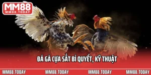 Đá Gà MM88 – Đấu Trường Kịch Tính Của Những Chiến Kê Hàng Đầu - lavor