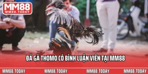 Đá Gà MM88 – Đấu Trường Kịch Tính Của Những Chiến Kê Hàng Đầu - lavor