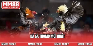 Đá Gà MM88 – Đấu Trường Kịch Tính Của Những Chiến Kê Hàng Đầu - lavor