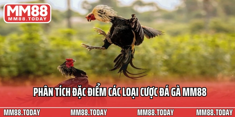 Đá Gà MM88 – Đấu Trường Kịch Tính Của Những Chiến Kê Hàng Đầu - lavor