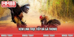 Đá Gà MM88 – Đấu Trường Kịch Tính Của Những Chiến Kê Hàng Đầu - lavor