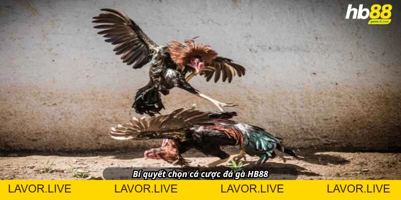Đá gà khám phá thế giới đá gà đầy kịch tính và hấp dẫn - lavor