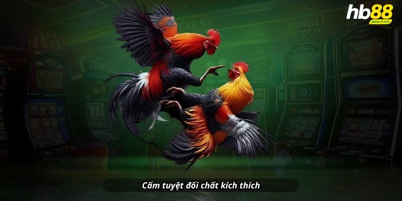 Luật đá gà miền Bắc - Cập nhật chi tiết và đầy đủ nhất 2026 - lavor