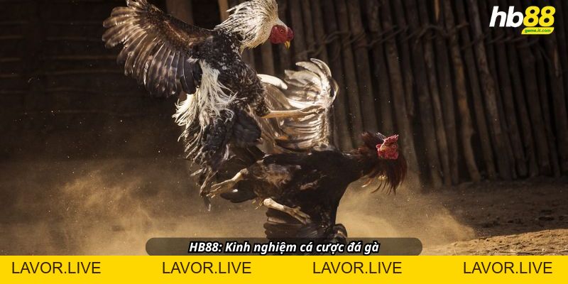 Đá gà khám phá thế giới đá gà đầy kịch tính và hấp dẫn - lavor