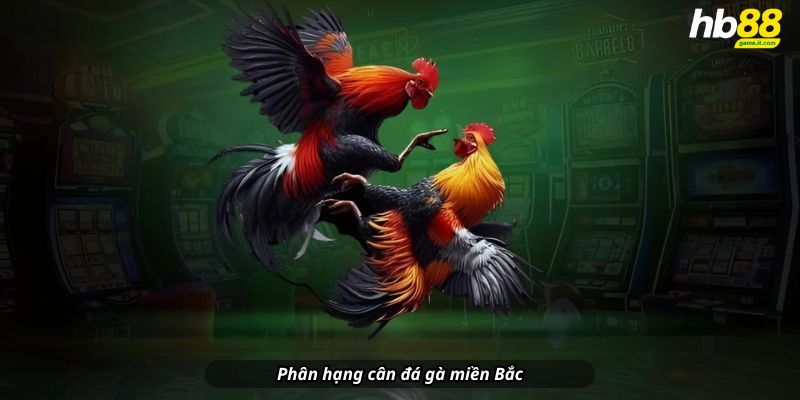 Luật đá gà miền Bắc - Cập nhật chi tiết và đầy đủ nhất 2026 - lavor